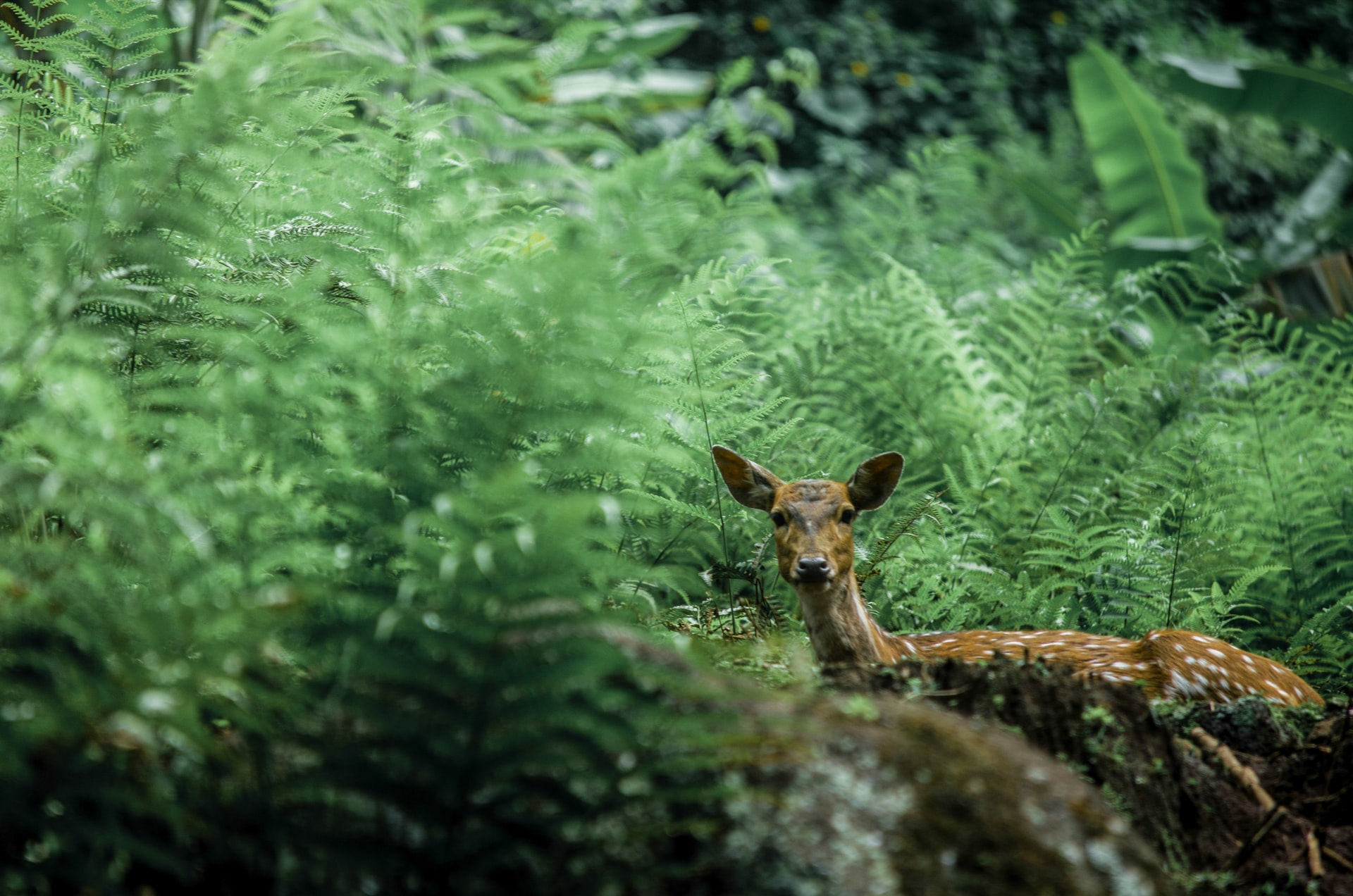 (par 2.2.2. 2 ) Roles of animals in tropical rainforests - Environatics