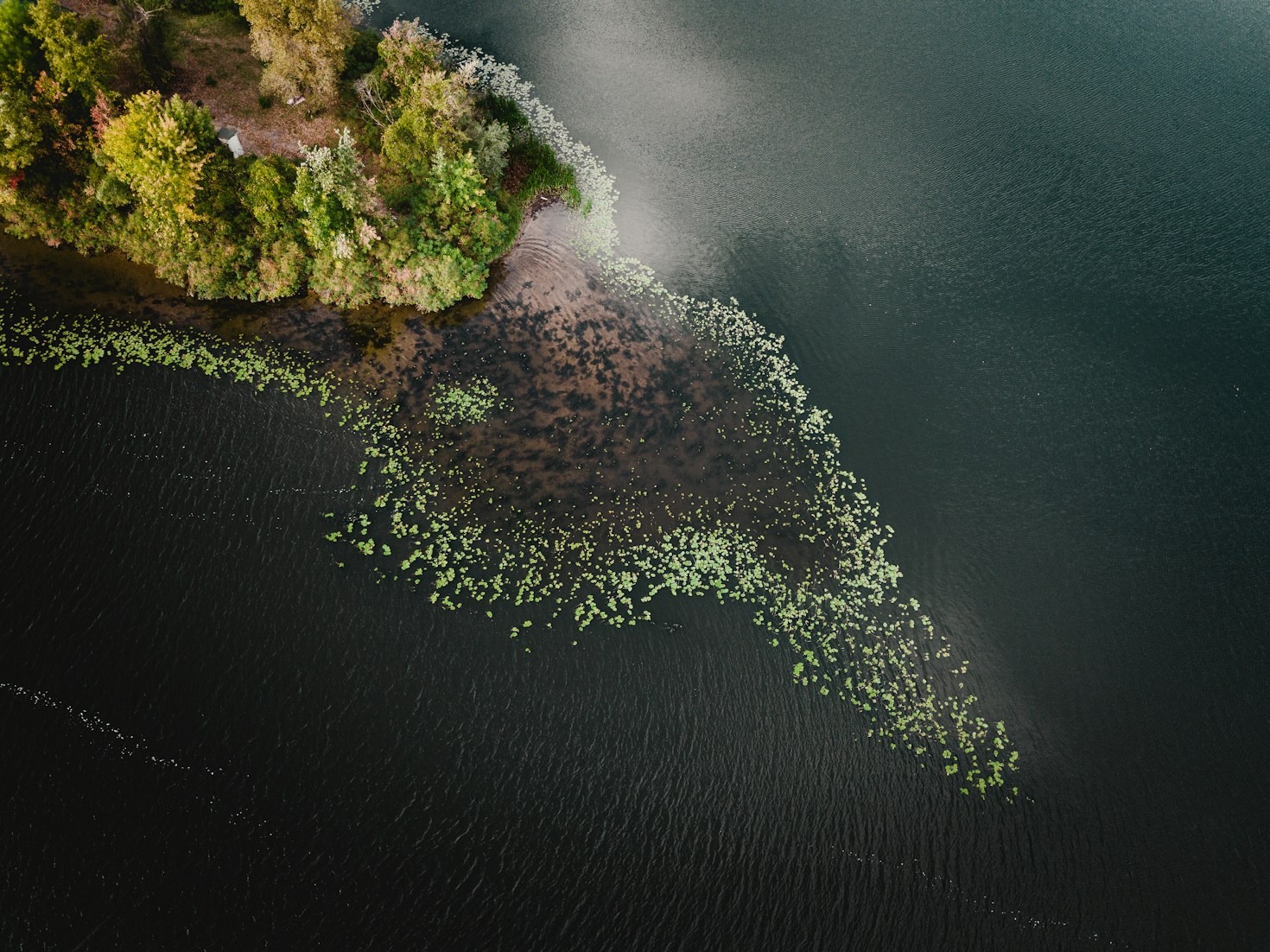 How Ecosystems Support Our Daily Lives