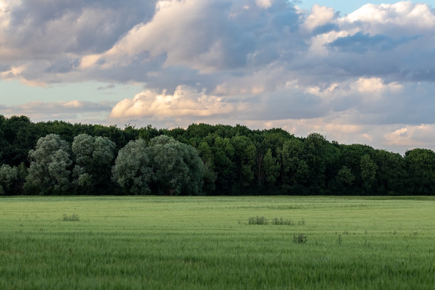 Beginner’s Guide to Understanding Ecological Systems