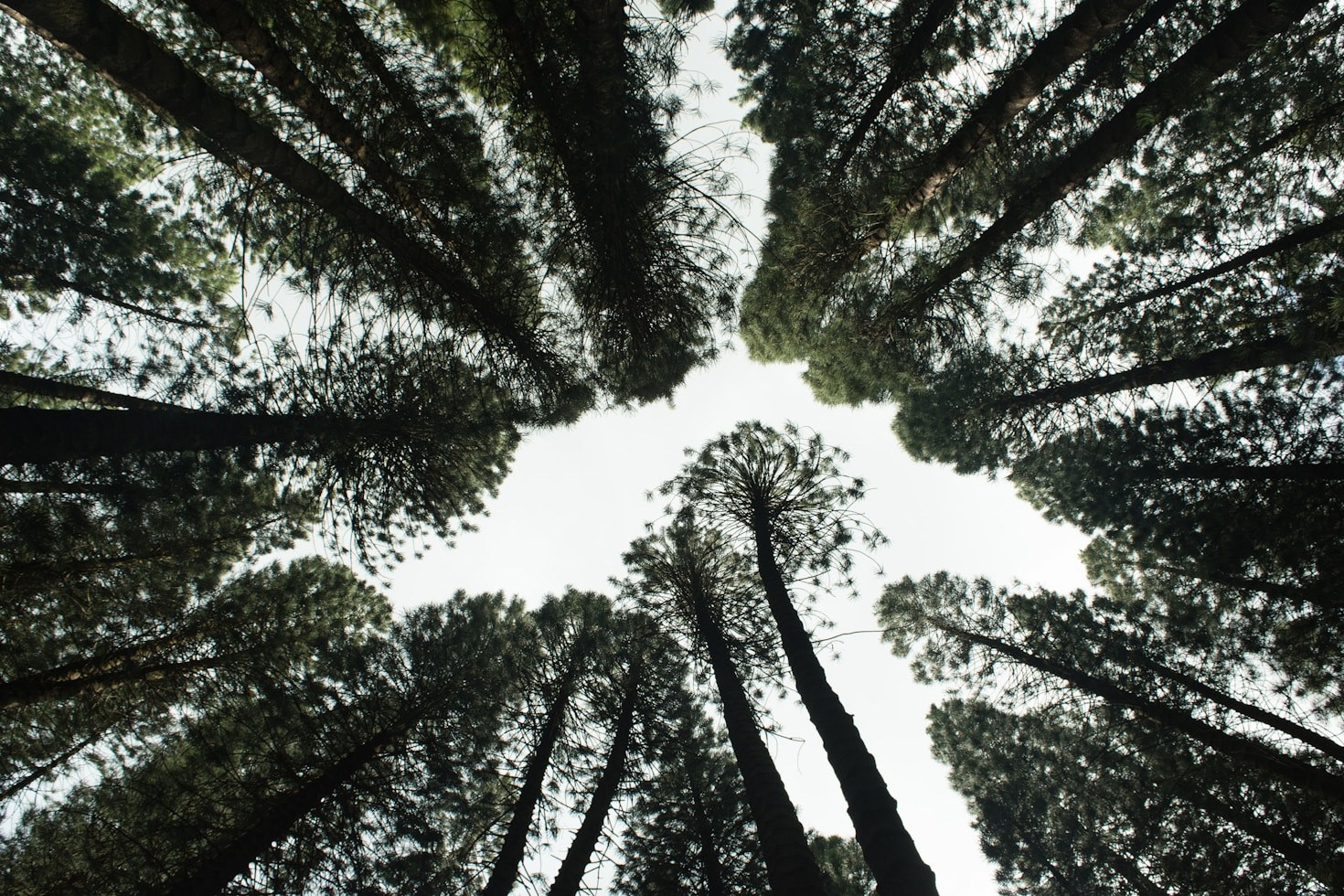The Role of Education in Ecological Restoration